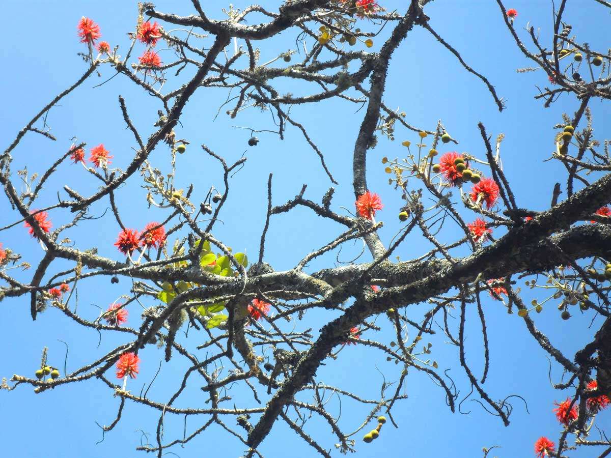 Image of Lucky-bean tree