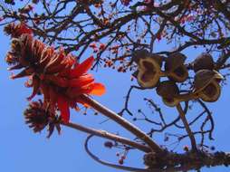 Image of Coral tree