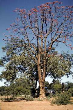 صورة Erythrina livingstoniana Baker