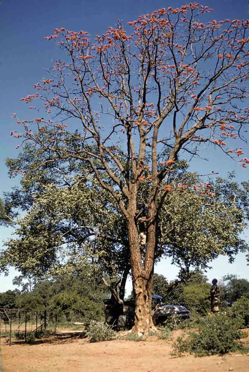 Image of Aloe coral-tree