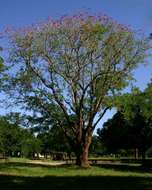 Image of Aloe coral-tree