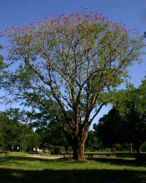 Erythrina livingstoniana Baker resmi