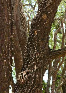 صورة Erythrina livingstoniana Baker