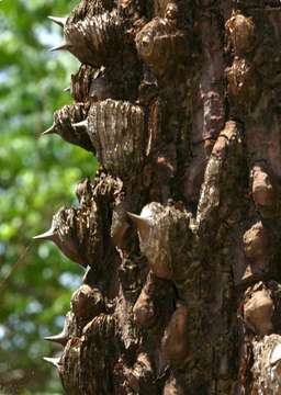 Erythrina livingstoniana Baker resmi