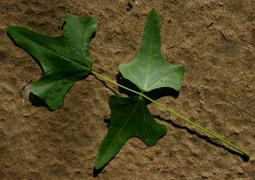 Erythrina livingstoniana Baker resmi