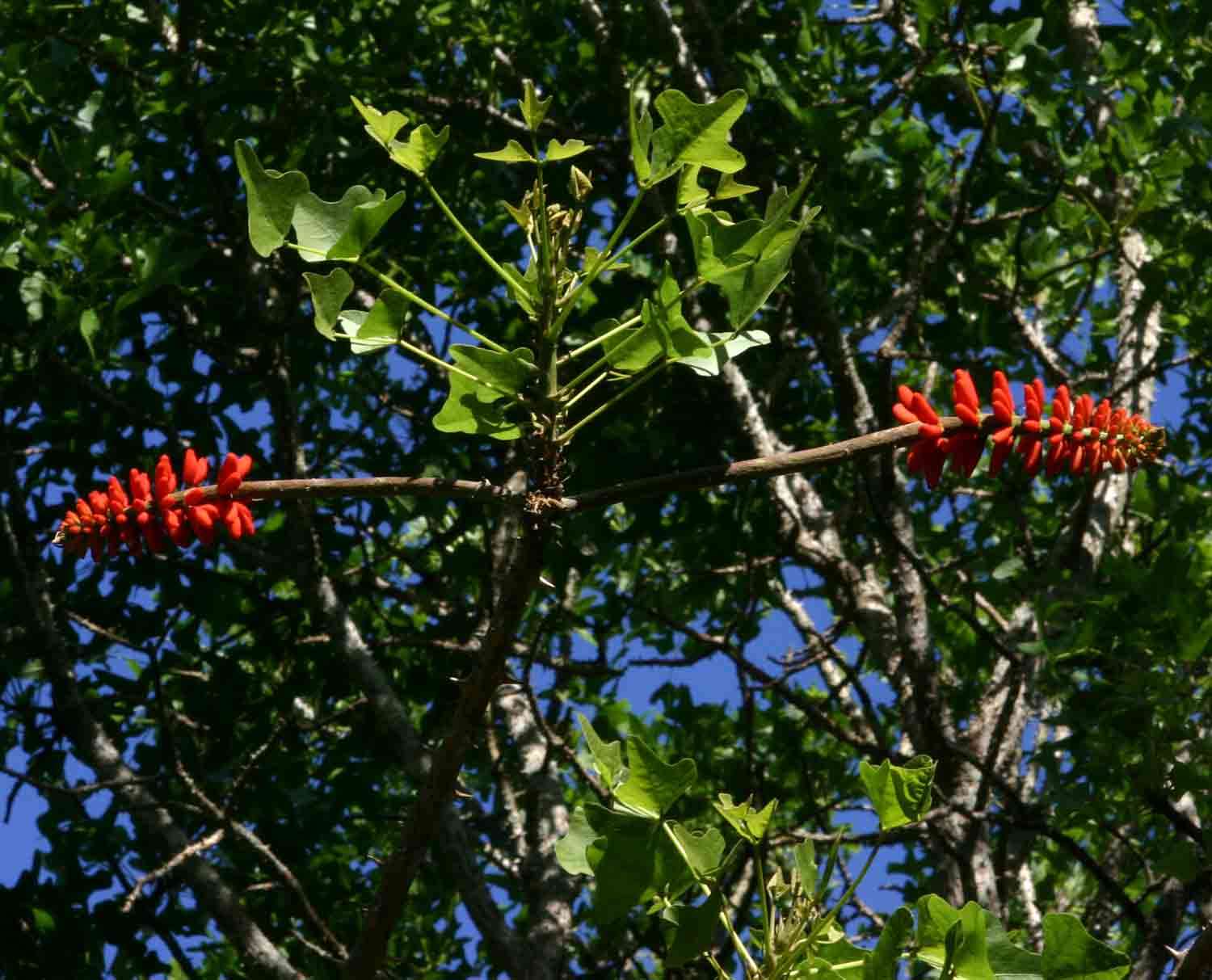 صورة Erythrina livingstoniana Baker