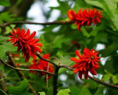 صورة Erythrina livingstoniana Baker