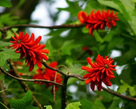 Слика од Erythrina livingstoniana Baker