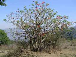 Image of Coral tree