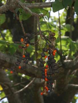 Image of Coral tree