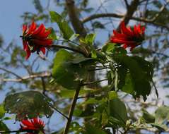 Image of Coral tree