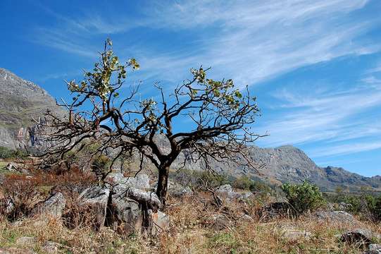 Image of Coral tree