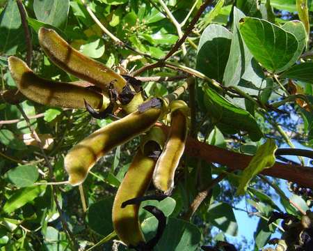 Image of Mucuna coriacea Baker