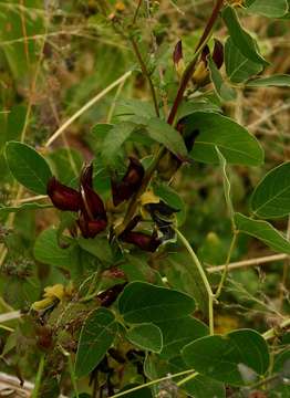 Image of Mucuna coriacea Baker