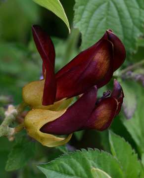 Image of Mucuna coriacea Baker