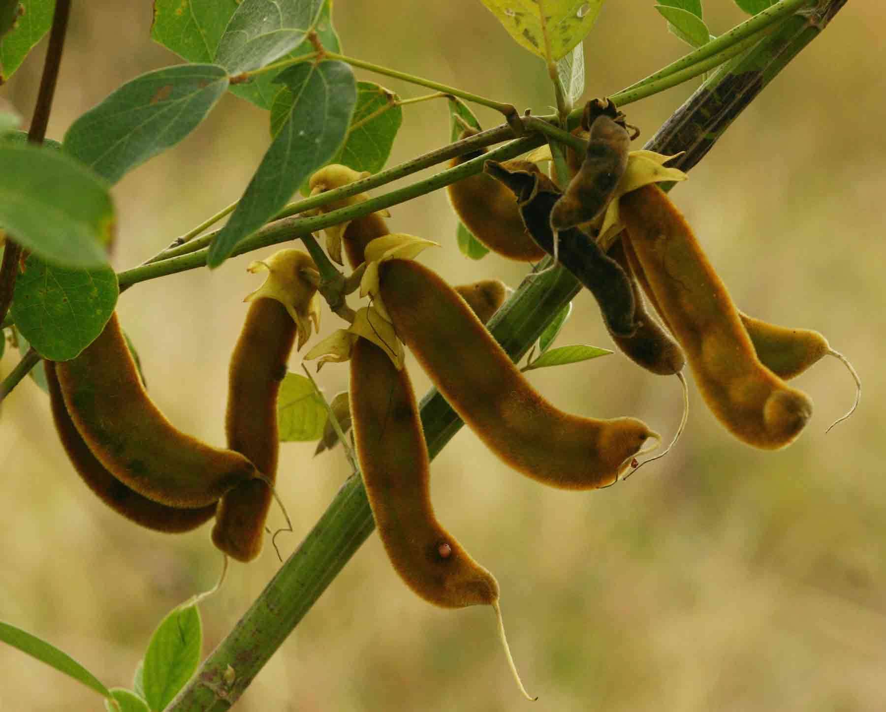 Image of mucuna