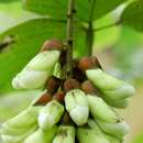 Image of <i>Mucuna poggei</i> Taub. var. <i>pesa</i> (De Wild.) Verdc.