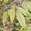 Image of pigeonpea