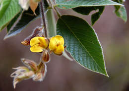 Image of Mountain rhychosia