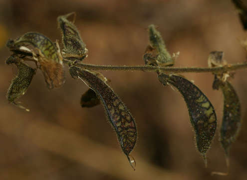 Image of snoutbean