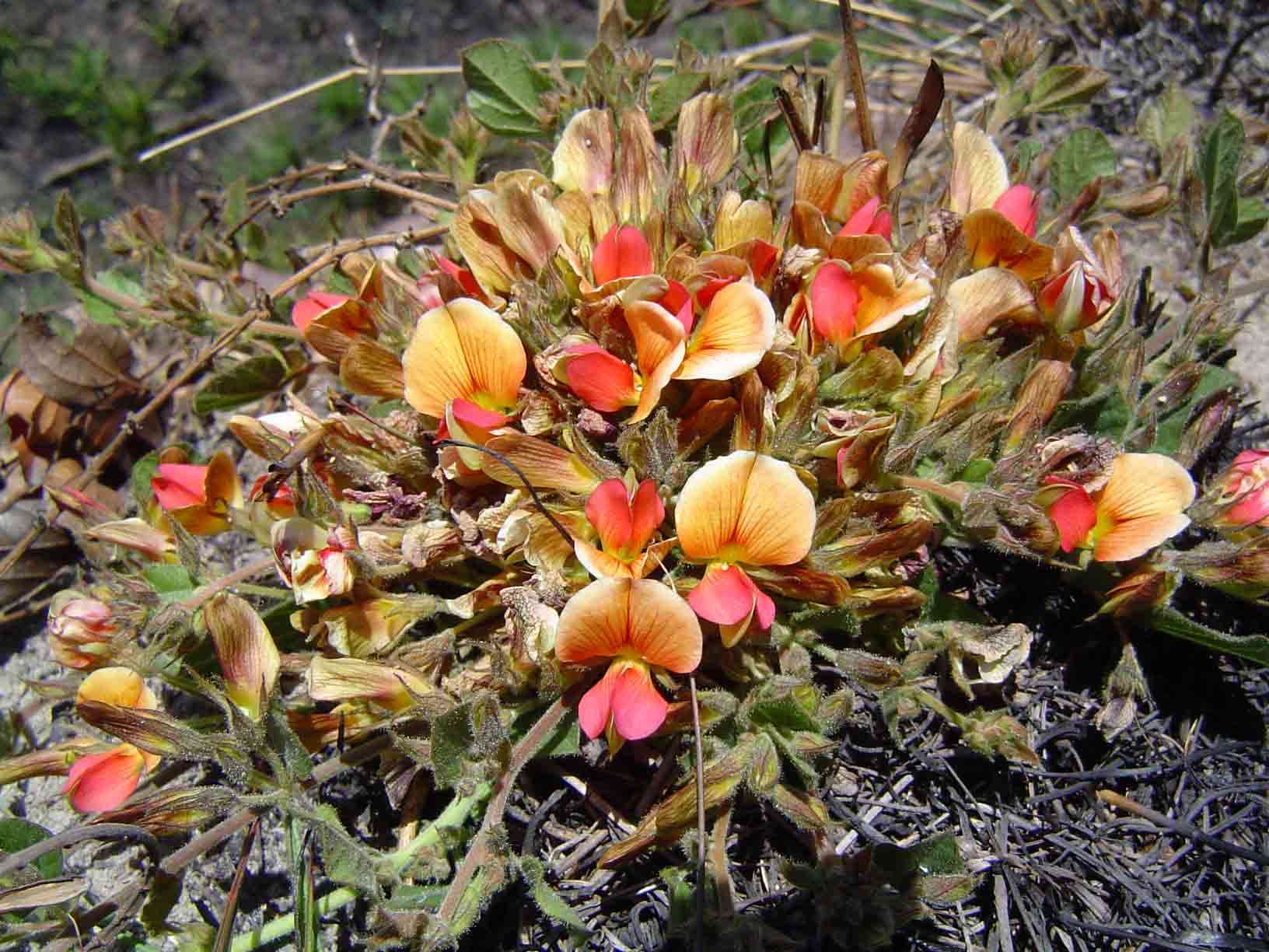 Image of Rhynchosia monophylla Schltr.