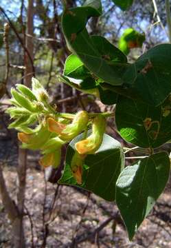 Image of Rhynchosia resinosa (A. Rich.) Baker