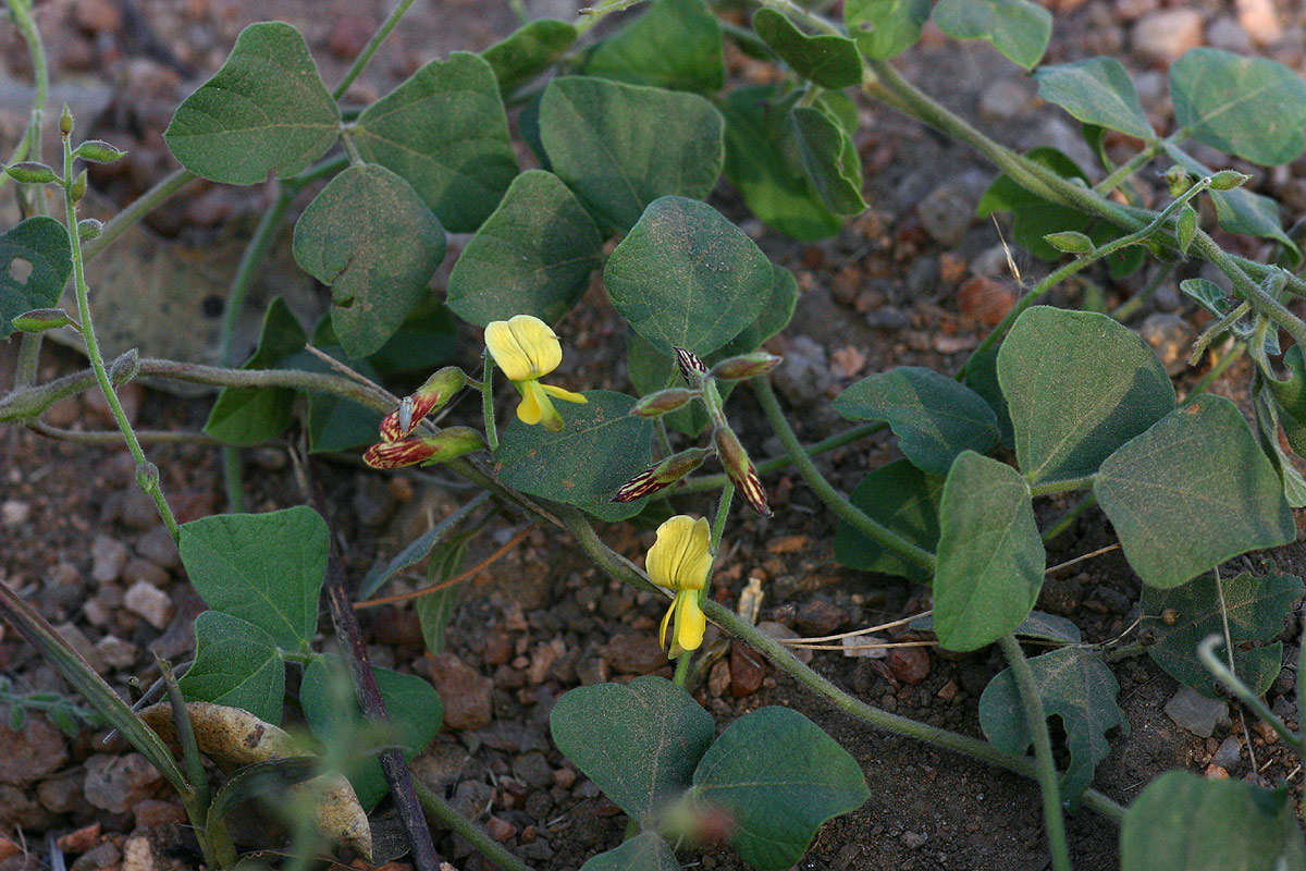 Image of <i>Rhynchosia sublobata</i> (Schumach. & Thonn.) Meikle