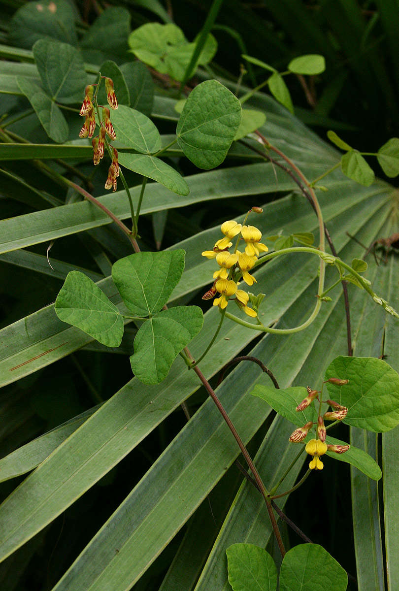 Image of <i>Rhynchosia sublobata</i> (Schumach. & Thonn.) Meikle