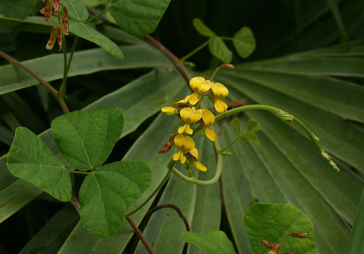 Image of <i>Rhynchosia sublobata</i> (Schumach. & Thonn.) Meikle