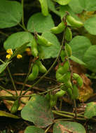 Image of <i>Rhynchosia sublobata</i> (Schumach. & Thonn.) Meikle