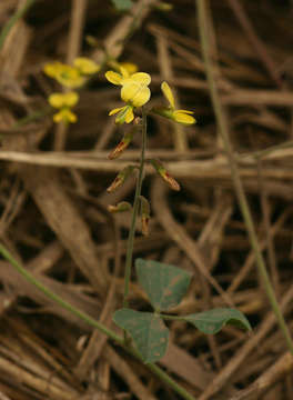 Image of <i>Rhynchosia sublobata</i> (Schumach. & Thonn.) Meikle