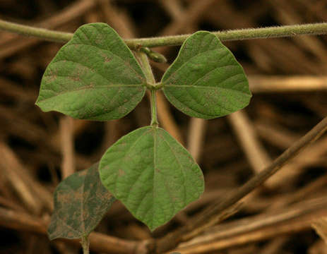 Image of <i>Rhynchosia sublobata</i> (Schumach. & Thonn.) Meikle