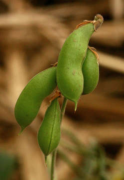 Image of <i>Rhynchosia sublobata</i> (Schumach. & Thonn.) Meikle