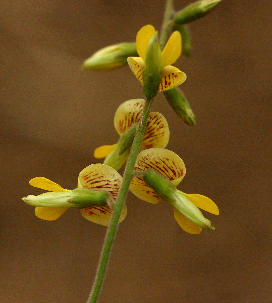 Image of <i>Rhynchosia sublobata</i> (Schumach. & Thonn.) Meikle