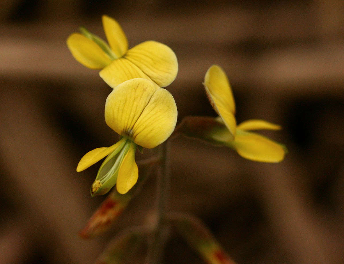 Image of <i>Rhynchosia sublobata</i> (Schumach. & Thonn.) Meikle