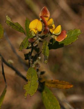 Image of sand pea