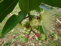 Слика од Syzygium jambos (L.) Alston