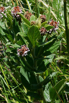 Image of Eriosema buchananii Baker fil.