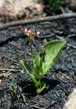 Image of <i>Eriosema <i>chrysadenium</i></i> Taub. var. chrysadenium