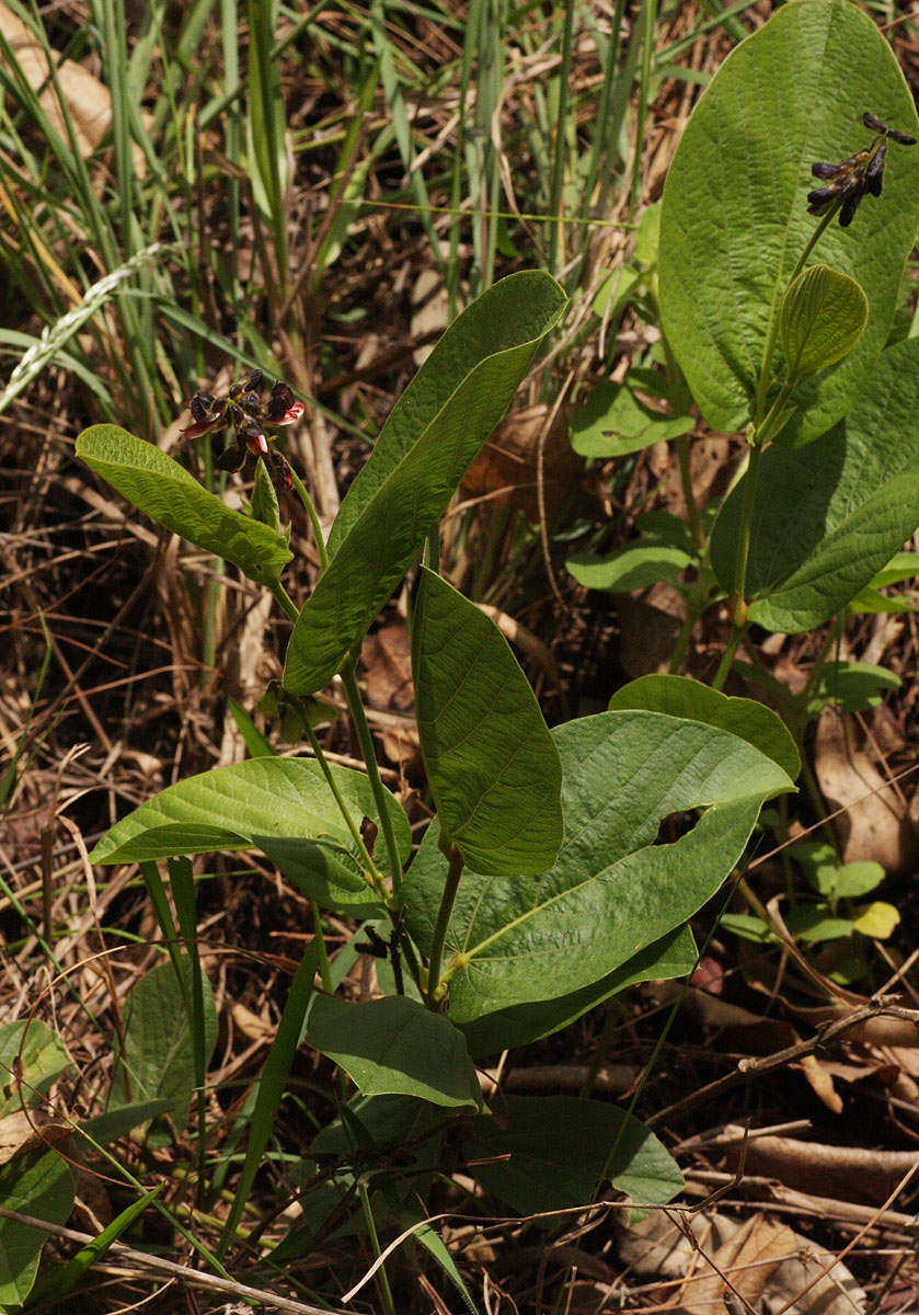 Image of <i>Eriosema <i>chrysadenium</i></i> Taub. var. chrysadenium