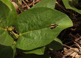 Image of <i>Eriosema <i>chrysadenium</i></i> Taub. var. chrysadenium