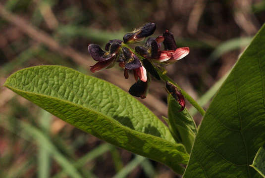 Image of <i>Eriosema <i>chrysadenium</i></i> Taub. var. chrysadenium