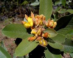 Image of Blue bush