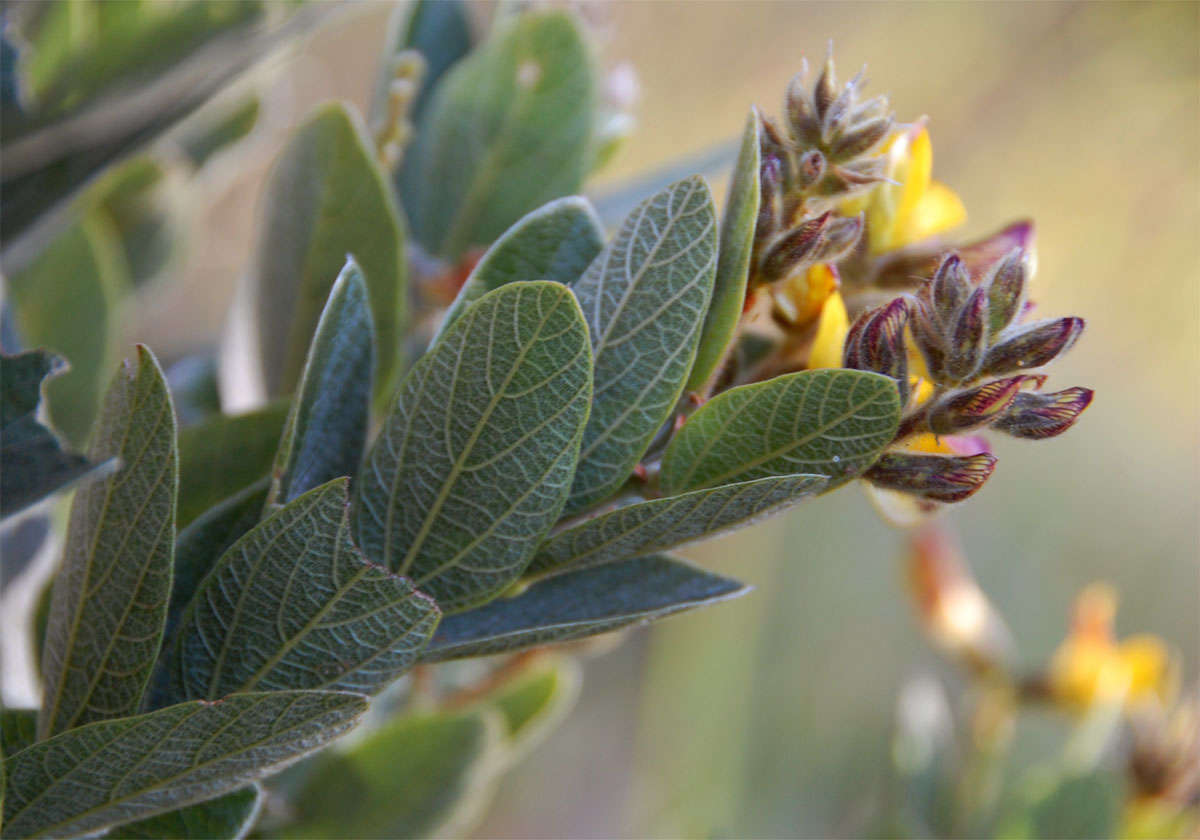 Image of Blue bush