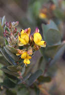 Image of Blue bush