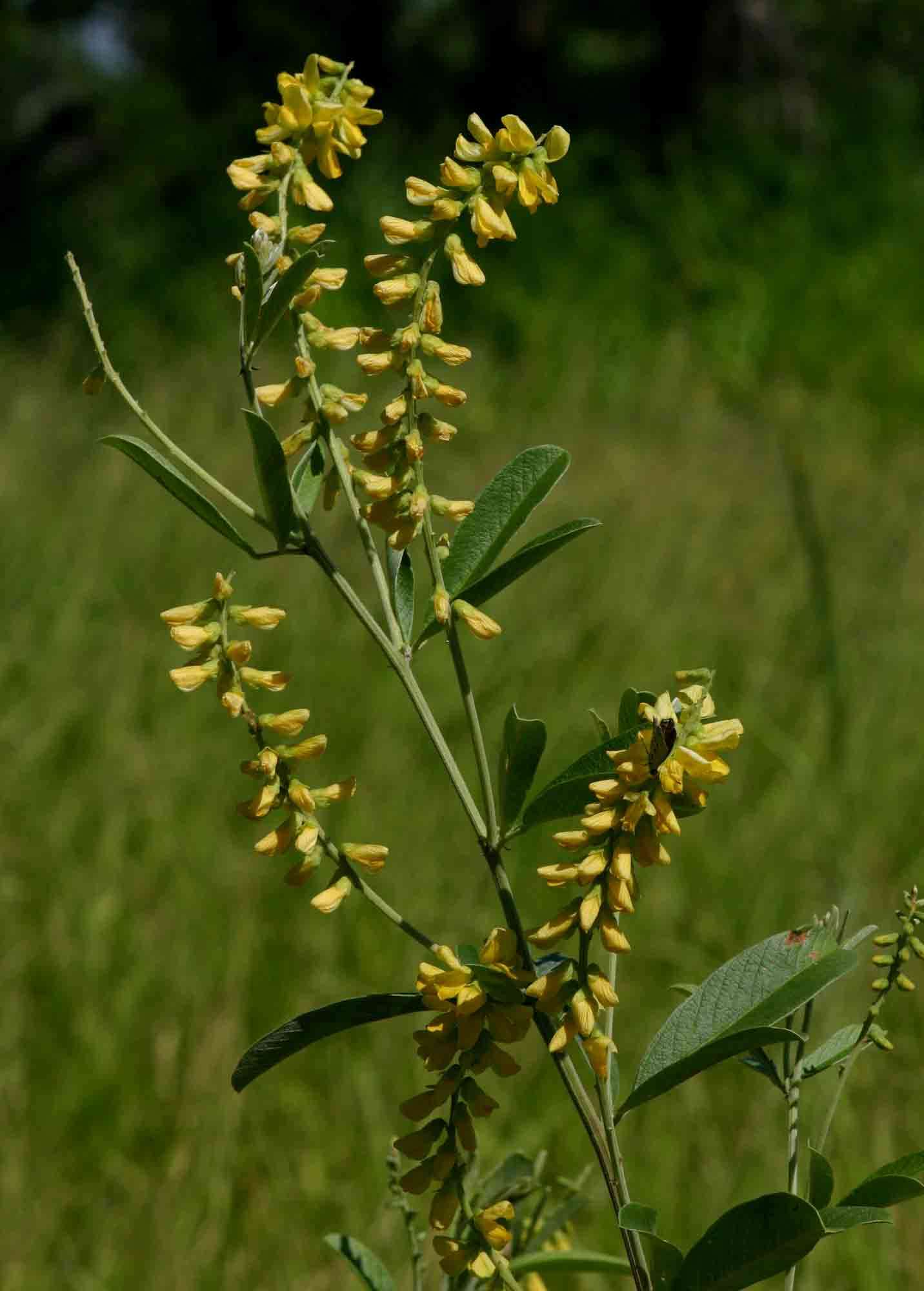 Image of Eriosema psoraleoides (Lam.) G. Don