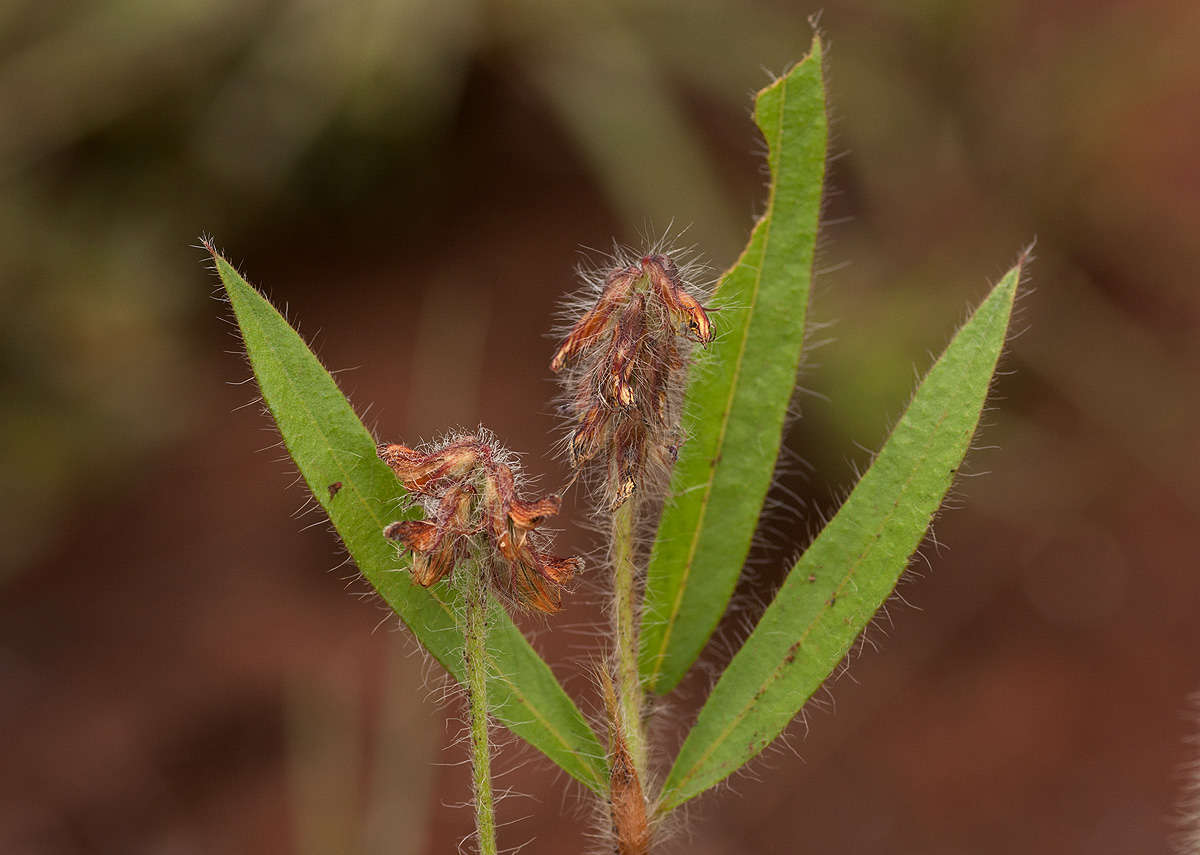 Image of <i>Eriosema <i>shirense</i></i> Baker fil. var. shirense