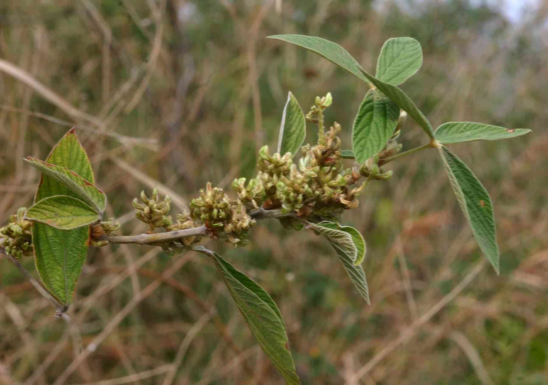 Слика од Flemingia