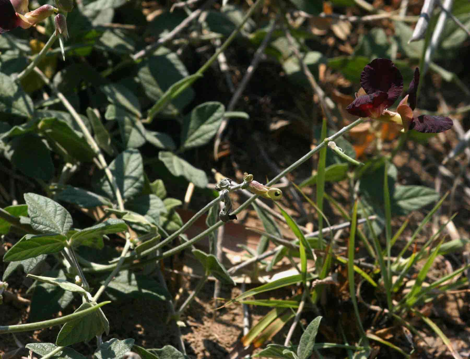 Image of bushbean
