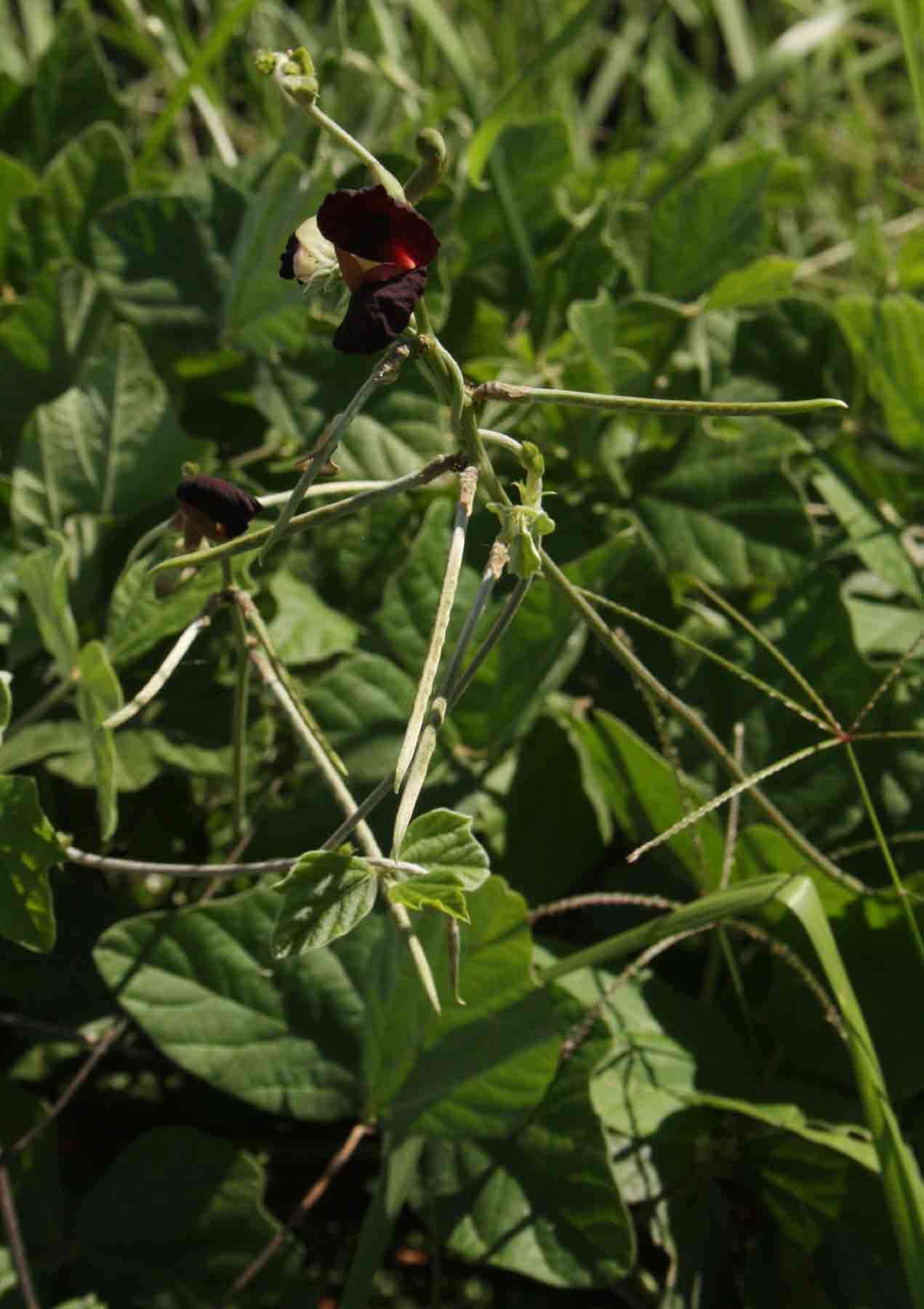 Image of bushbean